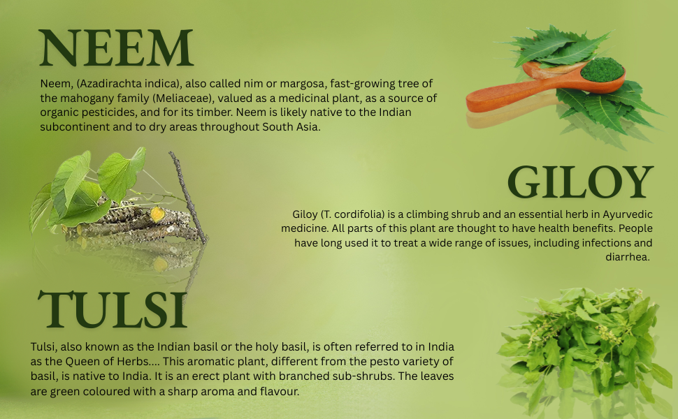 SGP Natural Giloy Neem Fresh Plant Stems Sticks Bel (9-inch) Set of 12