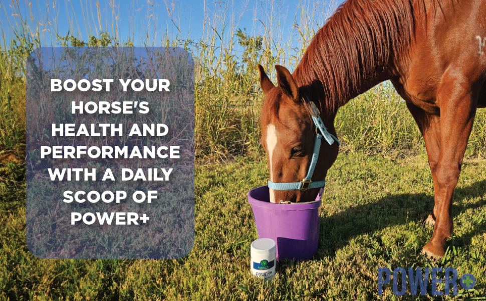 Pivotal Feeds Equine Total Recovery Supplement, 100 Servings