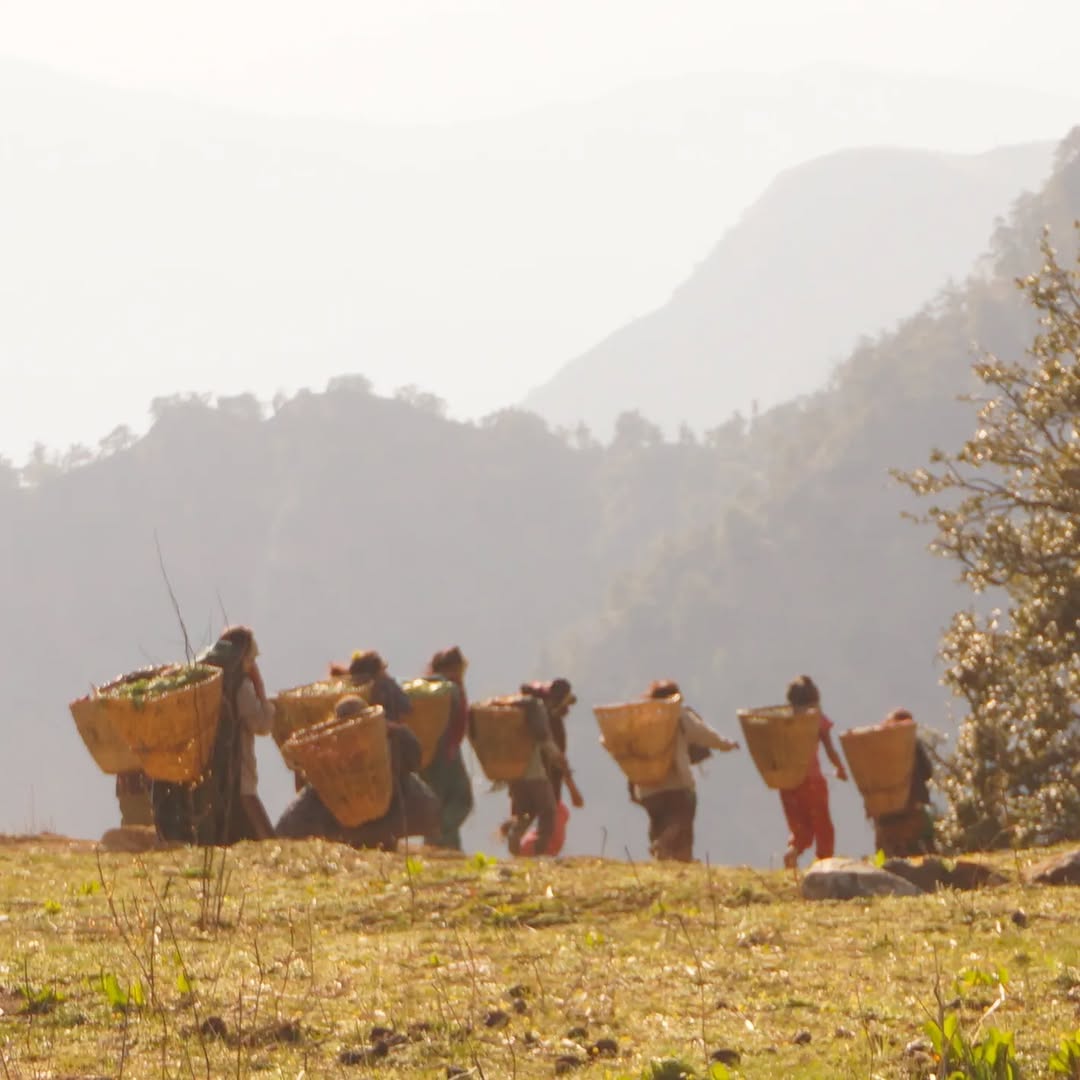 Ayantara Himalayan Amla Powder - 80g | 100% Organic