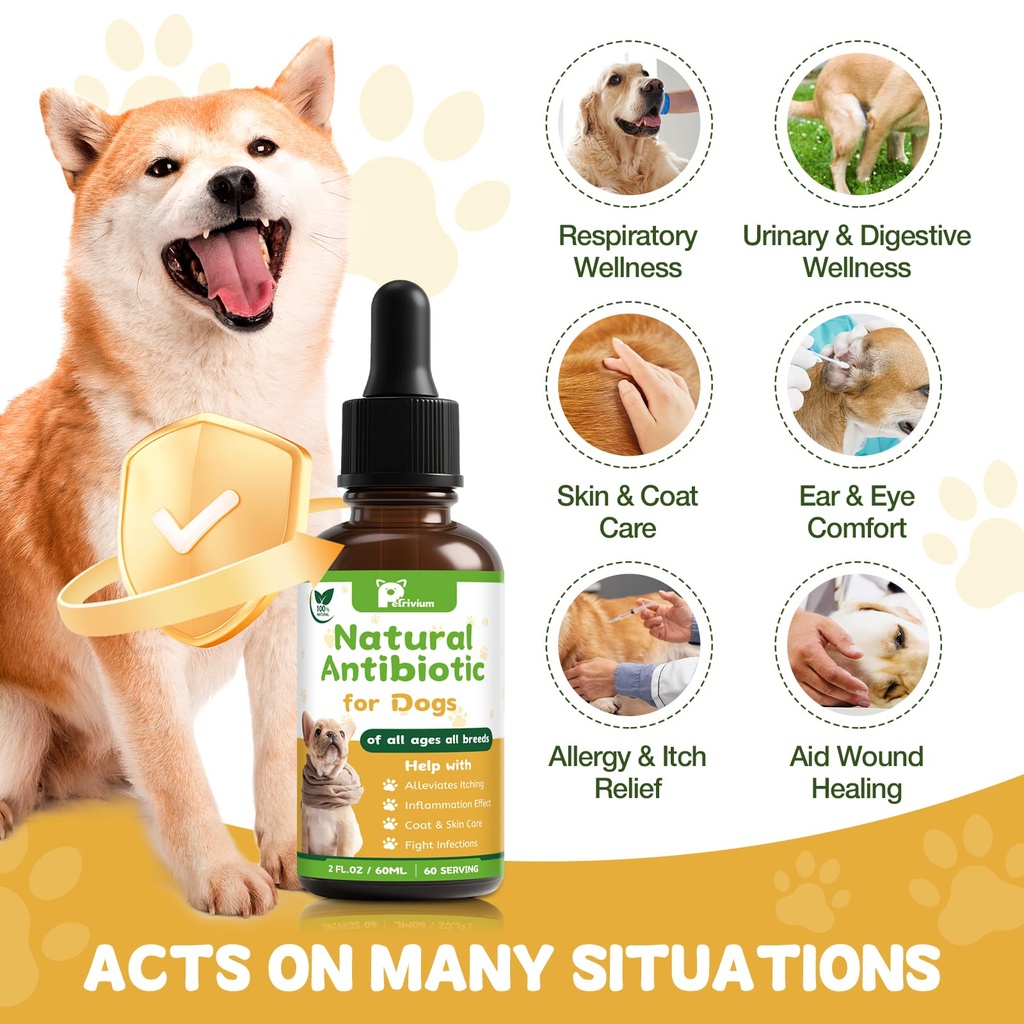 dogs-antibiotics-for-infection-coughs-ut-2.jpg