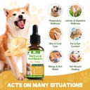 dogs-antibiotics-for-infection-coughs-ut-2.jpg