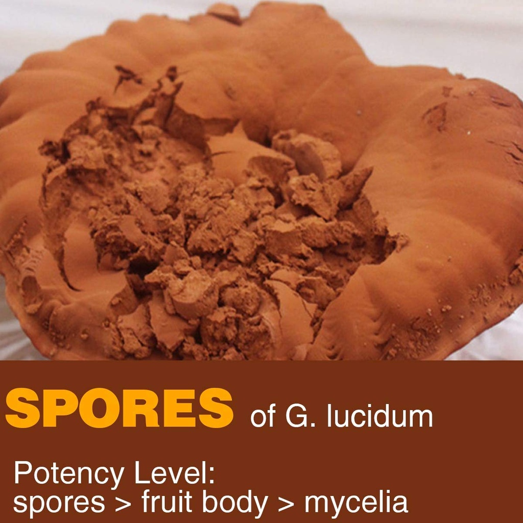 red-reishi-mushroom-powder-spore-powder--2.jpg