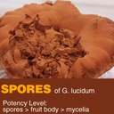 red-reishi-mushroom-powder-spore-powder--2.jpg