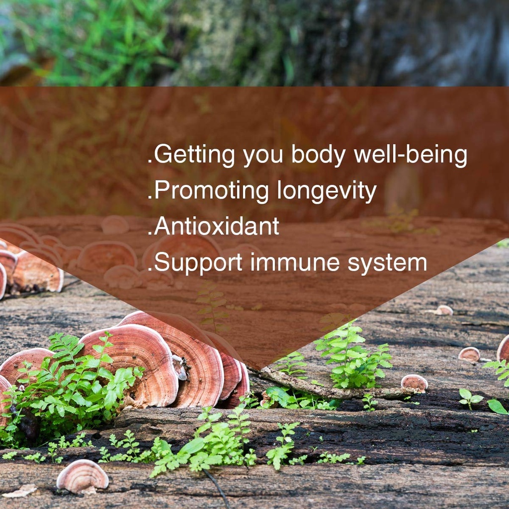 red-reishi-mushroom-powder-spore-powder--4.jpg