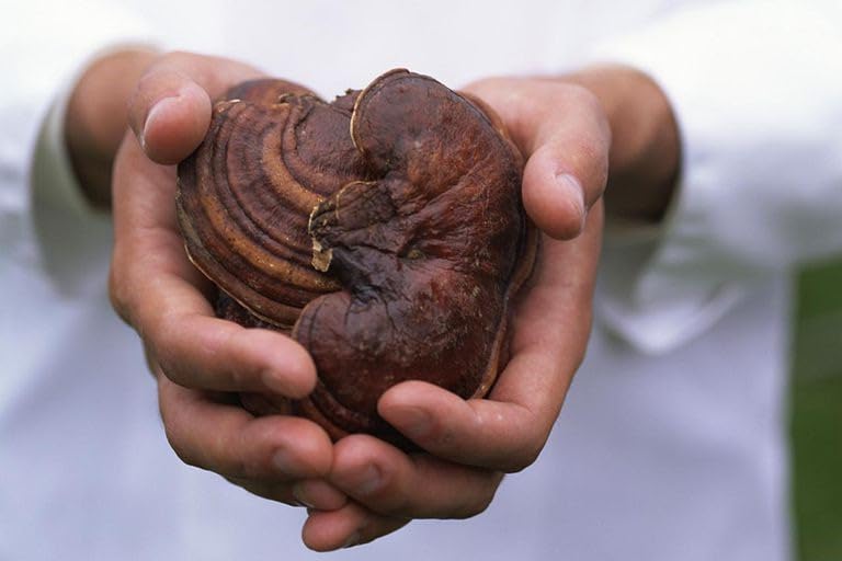 gano-supreme-ganoderma-lucidum-spore-rei-3.jpg