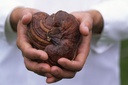 gano-supreme-ganoderma-lucidum-spore-rei-3.jpg