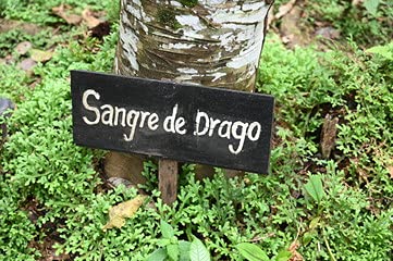 dragon-s-blood-sangre-de-drago-100-pure--4.jpg