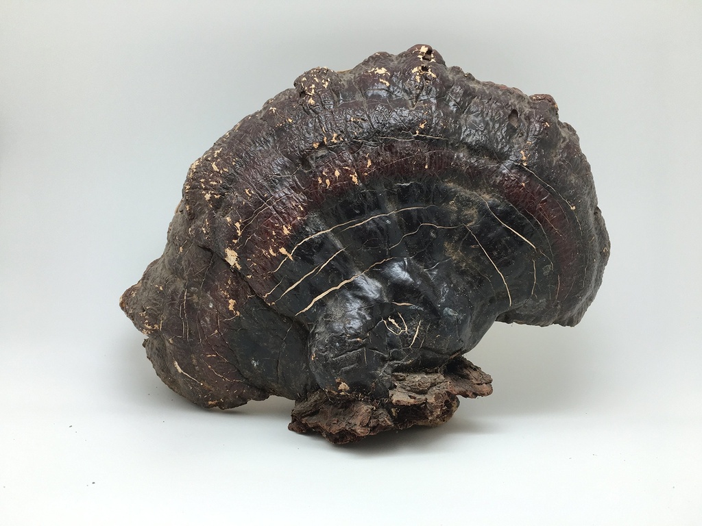 yu-wei-ginseng-wild-american-ganoderma-l-3.jpg