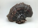 yu-wei-ginseng-wild-american-ganoderma-l-3.jpg