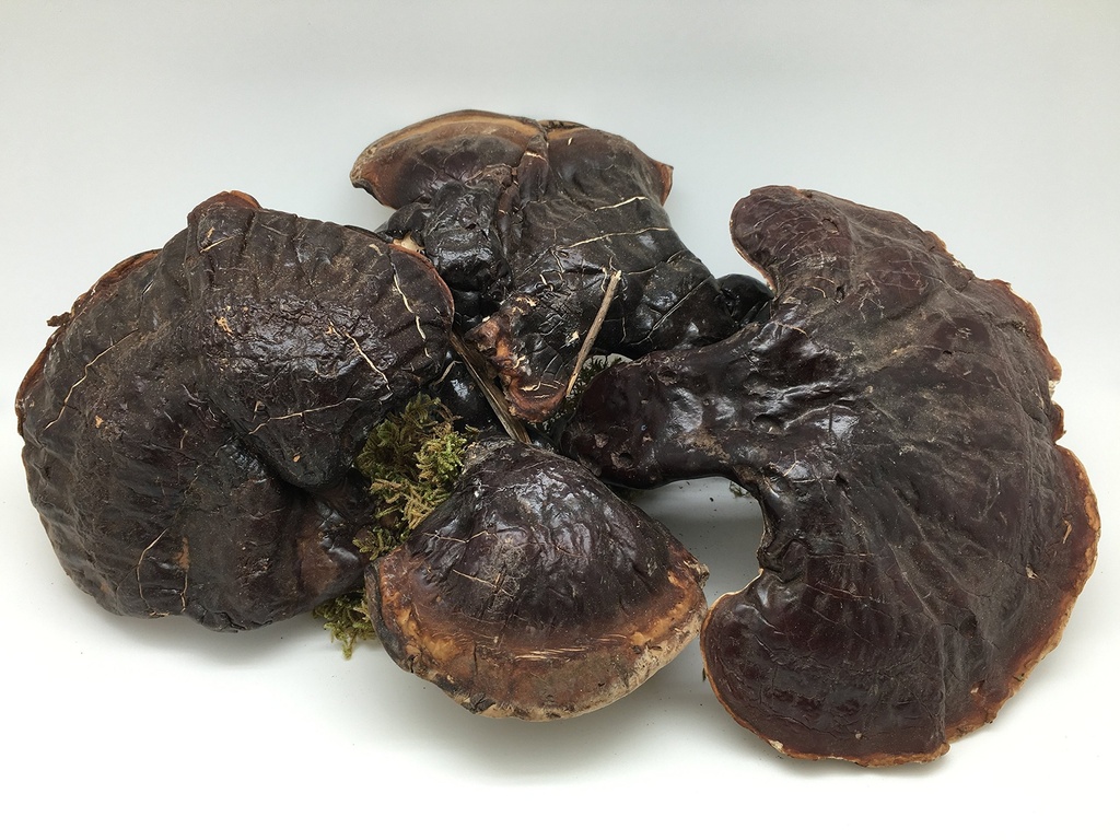 yu-wei-ginseng-wild-american-ganoderma-l-2.jpg