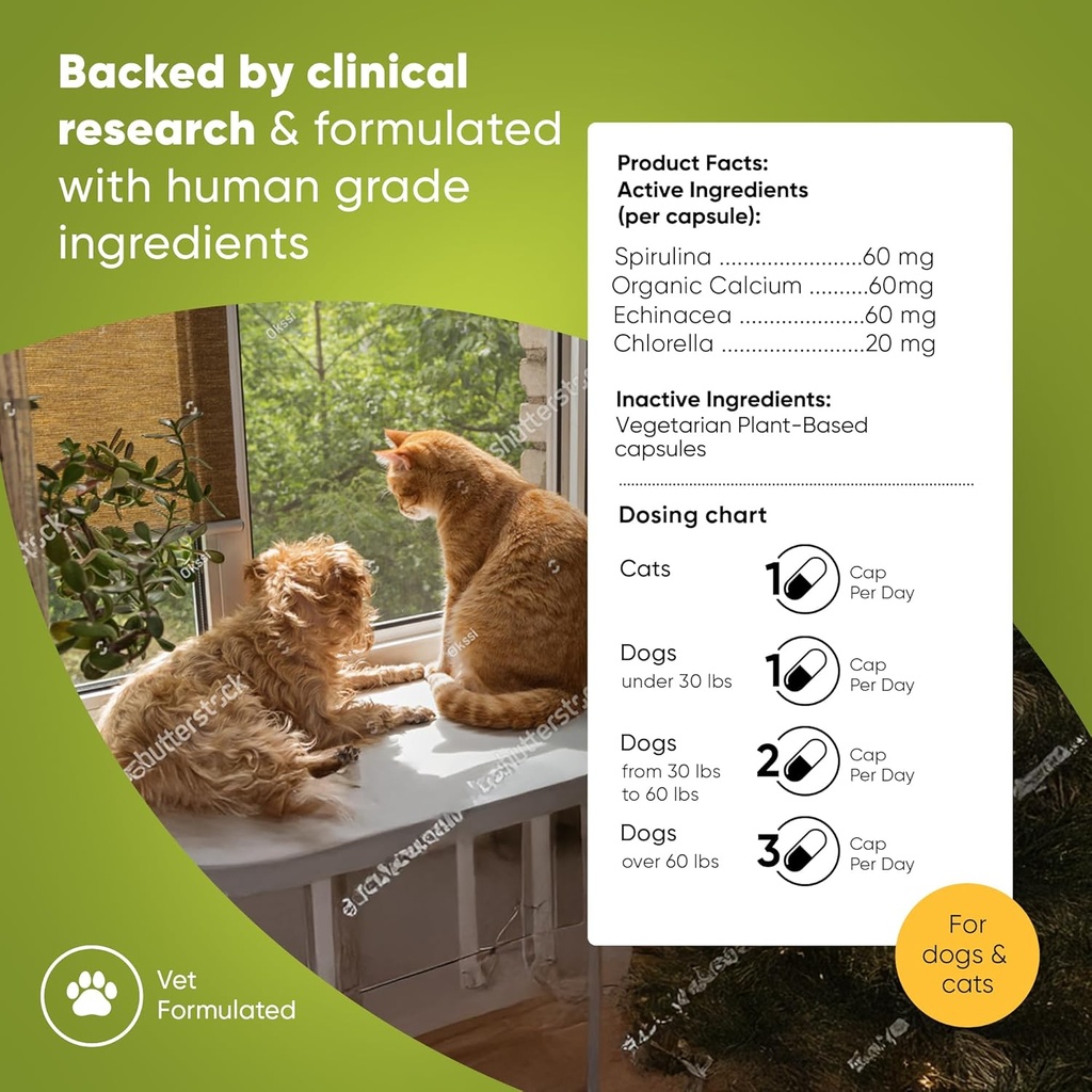 rooted-owl-blood-support---immunity-reco-4.jpg