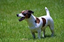 dog-digestive-enzymes-and-probiotics---p-4.jpg