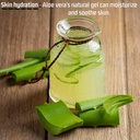 genericvills-natural-fresh-aloe-vera-lea-71WkNEyrFDL.jpg