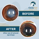 ocluvet-pet-eye-drops-for-dogs-cats-2-na-6170XaV+LiL.jpg