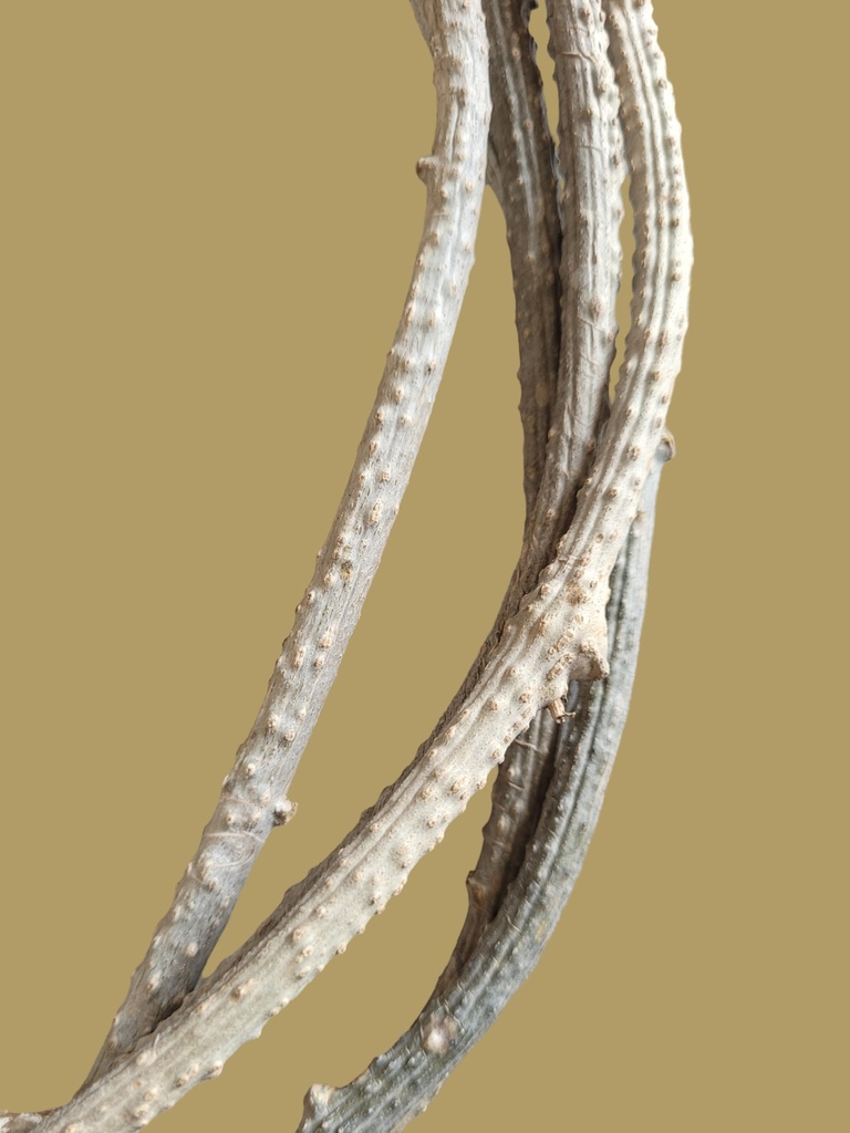 fresh-neem-giloy-sticks-100-inch-long-pr-71H8Gi8dDTL.jpg