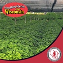 dairyland-american-ginseng-roots-prongs--91FEO8JXU8L.jpg