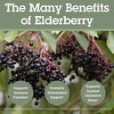 quantum-health-elderberry-lozenges-raspb-814I0qSWDFL.jpg