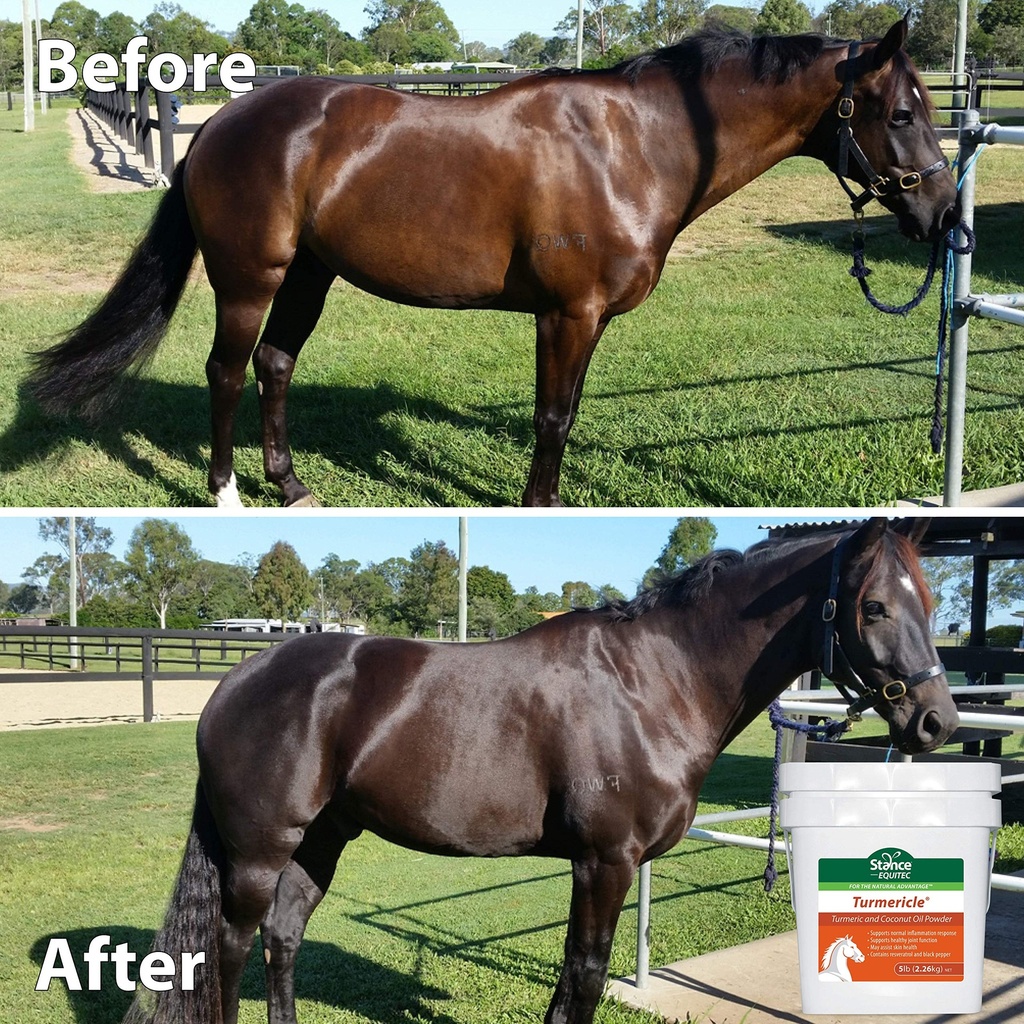 stance-natural-turmeric-powder-for-horse-A1jpWYA8ejL.jpg