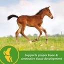 farnam-grow-colt-supplement-for-foal-gro-81JuRQG2+DL.jpg