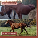 equerrys-lysine-supplement-for-horses-ly-6.jpg