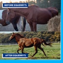 equerrys-large-animal-probiotic-suppleme-5.jpg