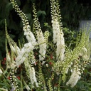 earthborn-elements-black-cohosh-200-caps-5.jpg