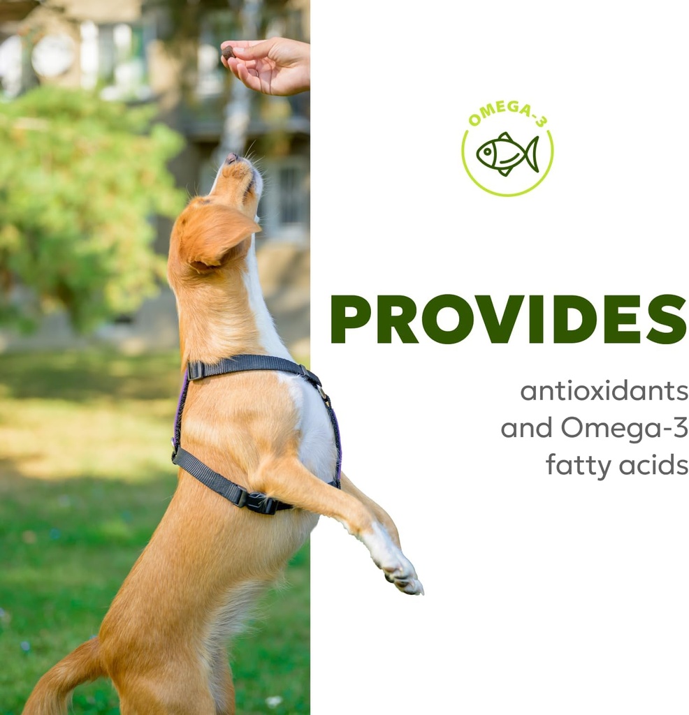 allergy-itch-relief-for-dogs-skin-coat-s-5.jpg