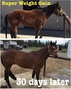 super-weight-gain-10-lb-equine-vitamin-m-3.jpg