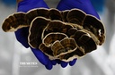 turkey-tail-mushroom-trametes-versicolor-6.jpg