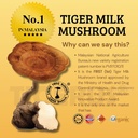 tigerus-holla-tiger-milk-mushroom-with-p-6.jpg