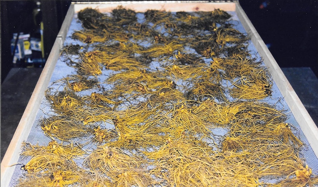 goldenseal-root-powder-usa-grown-package-5.jpg