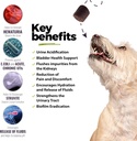 dog-urinary-tract-infection-treatment-bl-3.jpg
