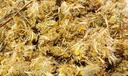 naturejam-arnica-flowers-arnica-mexicano-2.jpg