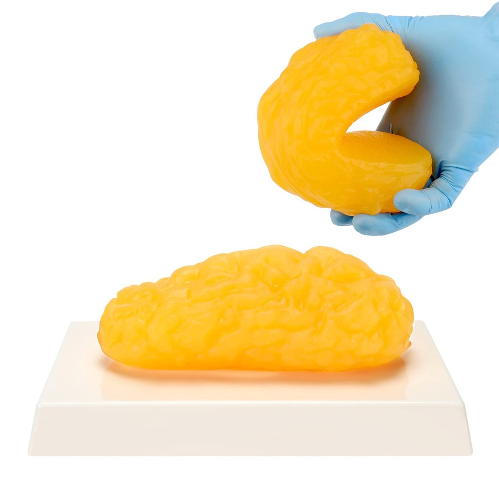Ľudské telo tuku Replica, 1 LB Fat Anatomy Model pre displej triedy anatómie, zostať zdravý, Chudnutie Motivácia pripomienky