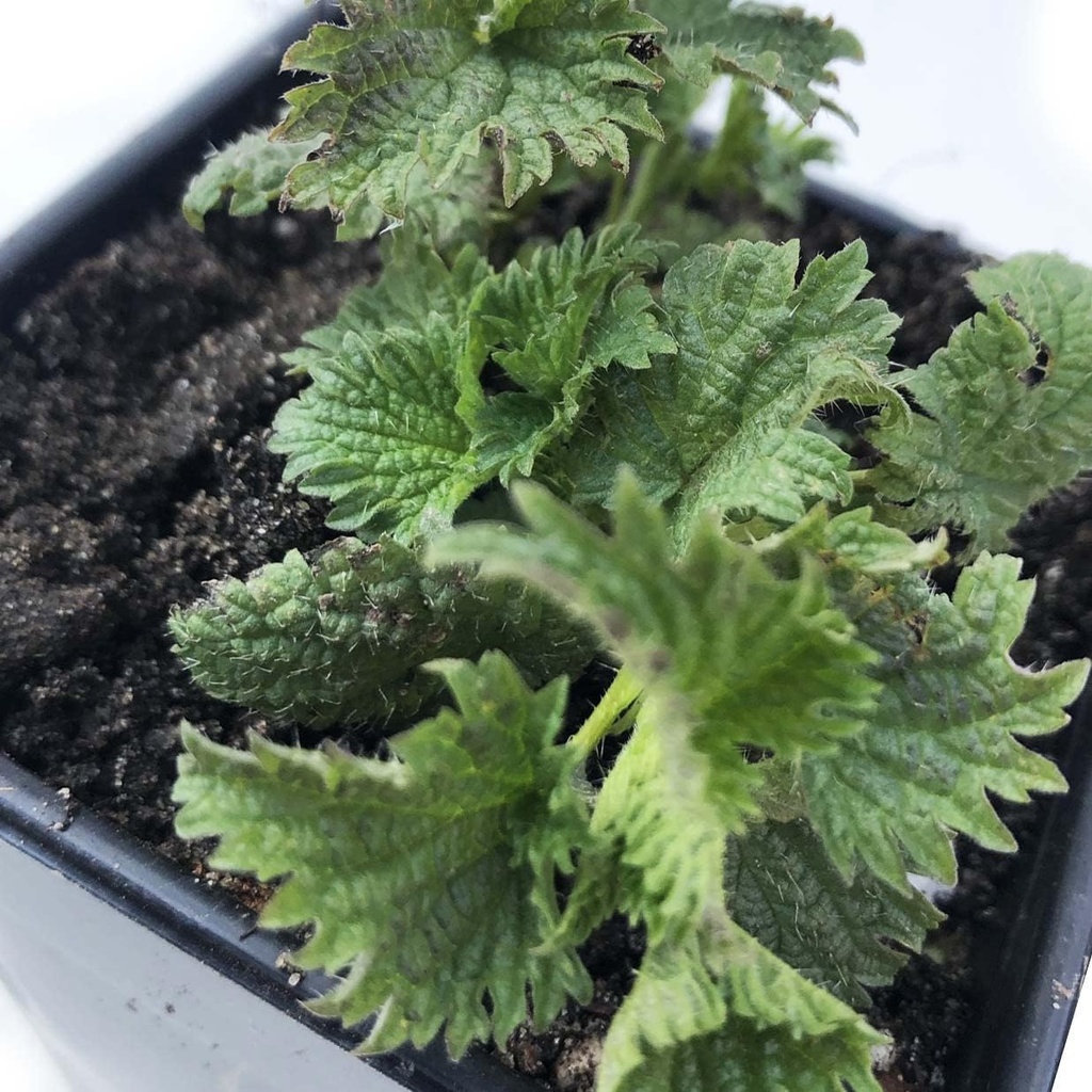 Organic Stinging Nettle Plant, Utica dioica - Live Plant in 2.5" Pot - Survival Food, Nutrition Herb by Smoke Camp Remes