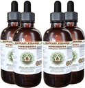Pipsissewa Liquid Extract bez obsahu alkoholu, Pipsissewa (Chimaphila umbellata) Sušený Leaf Glycerite Natural Herbal Supplement, Hawaii Pharm, USA 4x4 fl.oz
