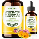 Lymfatické kvapky Balenie 1- Lymfatická detoxikácia, cirkulácia - Lymfatické odvodnenie Doplnky s bylinami Organické, Echinacea, Púpava, Burdock, Cleaver Herb - Imunitný systém Podpora a čistenie