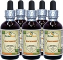 BlackBerry (Rubus fruticosus) Tinktúra, Organicky sušené listy tekutý extrakt (Brand Name: HerbalTerra, hrdo vyrobené v USA) 5x2 fl.oz (5x60 ml)