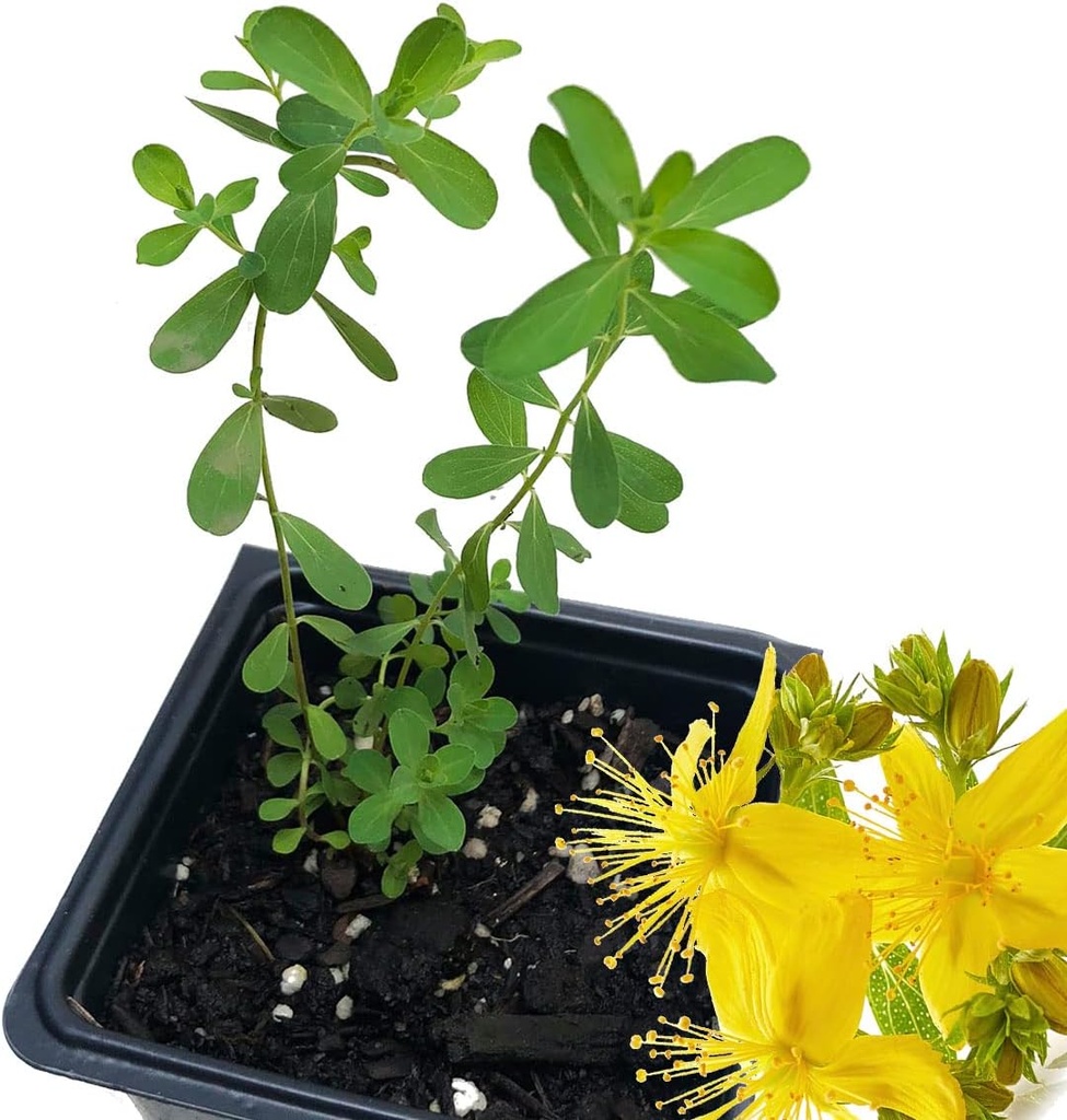 Organická rastlina s obsahom ľubovníka bodkovaného (Hypericum Perforatum) 2,5 palca Pot - St.