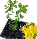 Organická rastlina s obsahom ľubovníka bodkovaného (Hypericum Perforatum) 2,5 palca Pot - St.