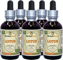 Lotus, Xi Xin (Nelumbo Nucifera) sušený kvapalný extrakt z kmeňa stem (meno tela: bylinnáTerra, hrdo vyrobené v USA) 5x2 oz