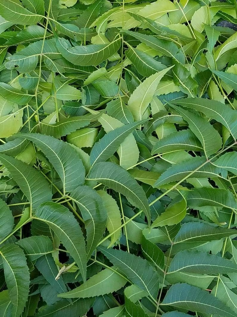 Čerstvé listy Neem, Azadirachta Indica, Margosa, z Južnej Floridy. (3 OZ)