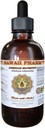 American Silvertop Liquid Extract, American Silvertop (Glehnia Littoralis) Root Tinture Supplement 2 oz