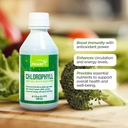 FUNAT Chlorofyl Plus Tekuté s prírodnou mätovnicovou príchuťou - Nutrient-Rich Green Supplement for Energy & Wellness, Easy-to-Use kvapky - 8.1 FL OZ