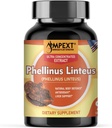 Phellinus linteus Mushroom Extract - Premium Quality, Iba ovocné orgány, Antioxidant, Imunity Booster, Podpora pečene, 90 Veg Caps.