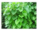 Giloy/Neem Giloy Fresh Herbal 50 Leaves, Indoor/Outdoor - Live Plant