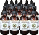 Echinacea Liquid Extract bez obsahu alkoholu, Echinacea (Echinacea Angustifolia) Sušený Root Glycerit Hawaii Pharm Natural Herbal Supplement 15x4 oz