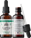 Planttain Tincture, Organic Plantain Extract (Plantago major) Sušená Leaf Health Supplement, non-GMO in Cold-Pressed Organic Glycerin 2 oz, 670 mg